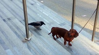 Bird Attacks Dog | Pissed Off Crow