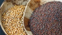 Mustard Seeds: Benefits of Chewing it Raw: सरसों के बीजों को चबाने के मिलते हैं इतने फायदे | Boldsky