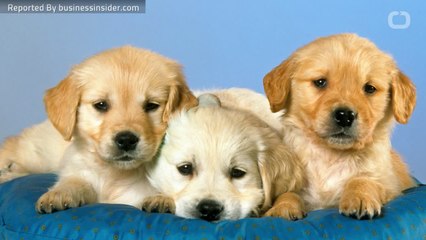 Startup Sells Dog Food Good Enough For Humans to Eat