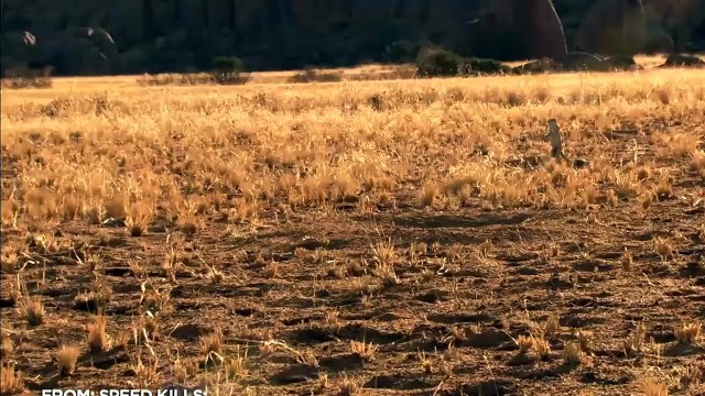 King Cobra VS Mongoose - Big Battle In The Desert - Mongoose Snake Wild Boar