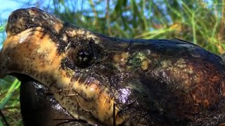 Amazing Snapping Turtle vs Water Snake - Who Will Be The Winner -