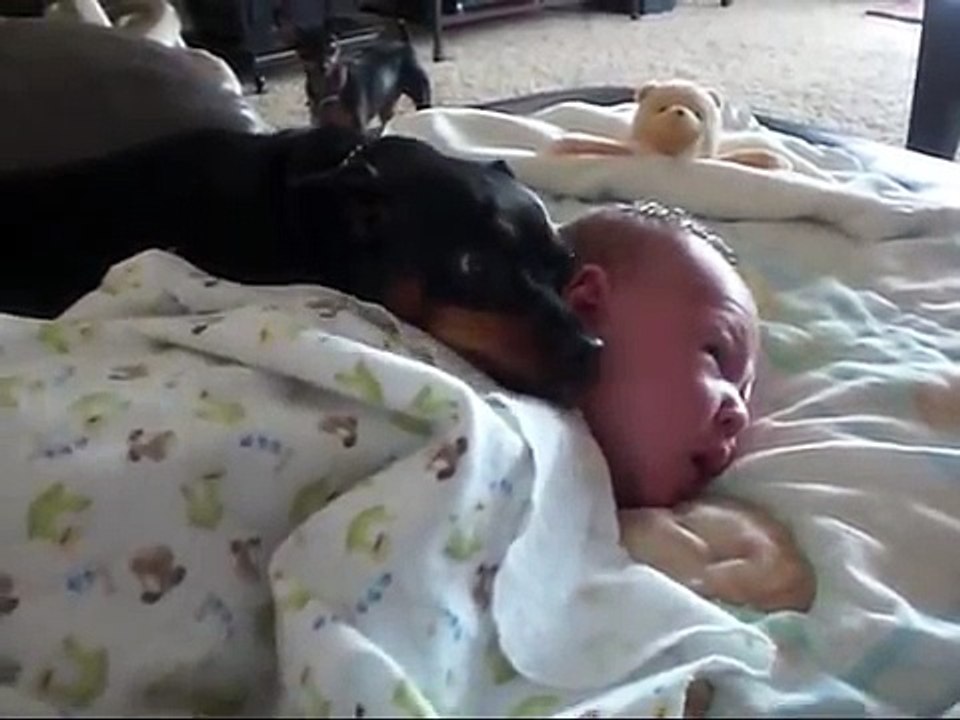 Dont wake the baby! Min Pin guards baby.