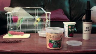 Healthy Eating For Your Budgie