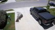 Security Camera Footage Shows Bird Appear to Float Mid-Air Without Flapping