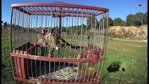 Best Bird Trap For Finches | Spain Style Catch Birds