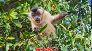 Animals for Kids | Animals of the World for Kids | Learn Animals | Animals in English