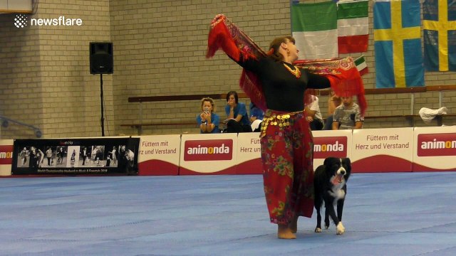 Border collie and owner wow audience with captivating routine at Dog Dance World Championships