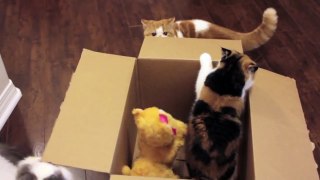 Kittens Confused about Christmas Gift