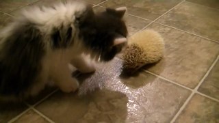 KITTEN MEETS HEDGEHOG