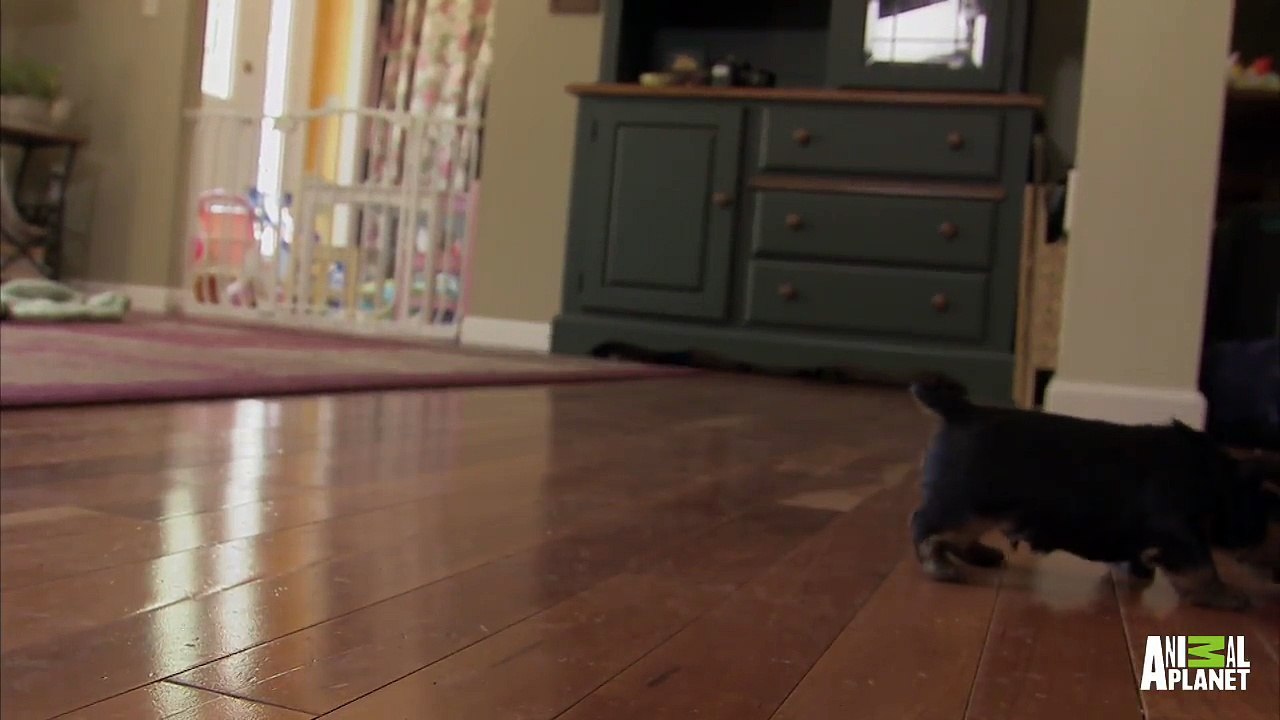 Boys Will Be Boys | Too Cute!