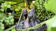 Mother bird feeding baby birds