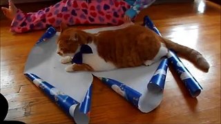 How To Wrap Your Cat For Christmas