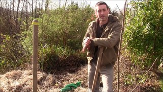 The Natural way of planting an Apple Tree