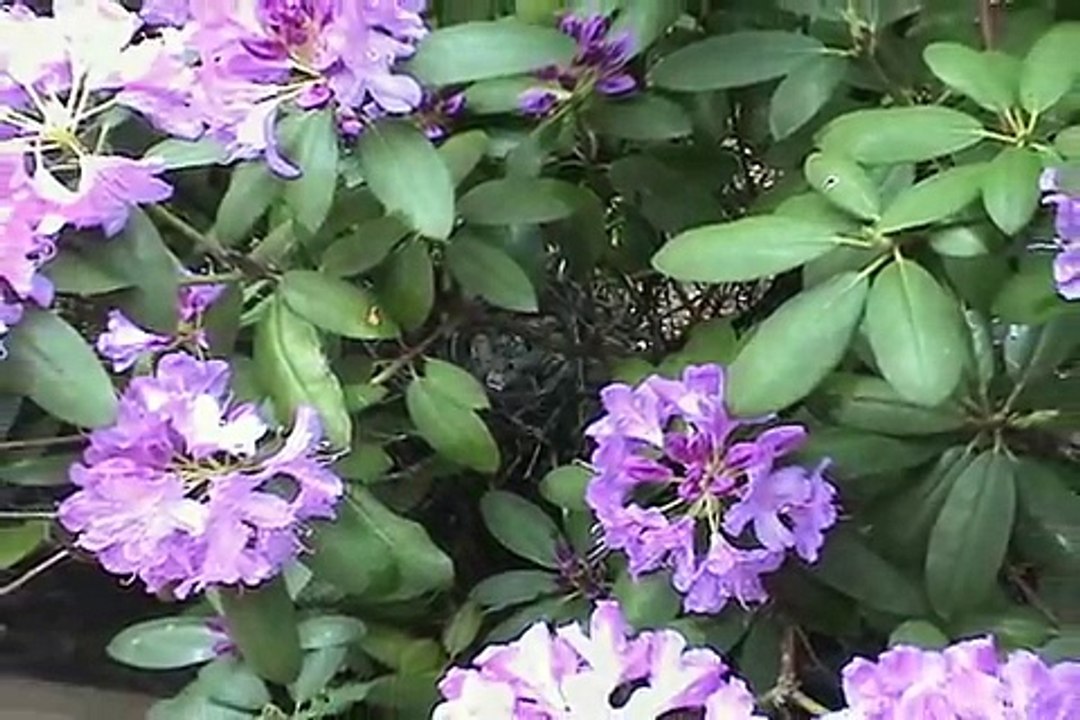 Blue Jay Nest