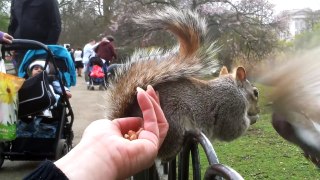 Squirrel in hand St. James Park.