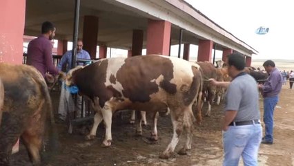25 Bin Liralık Simental Dana Alana Biri Hediye