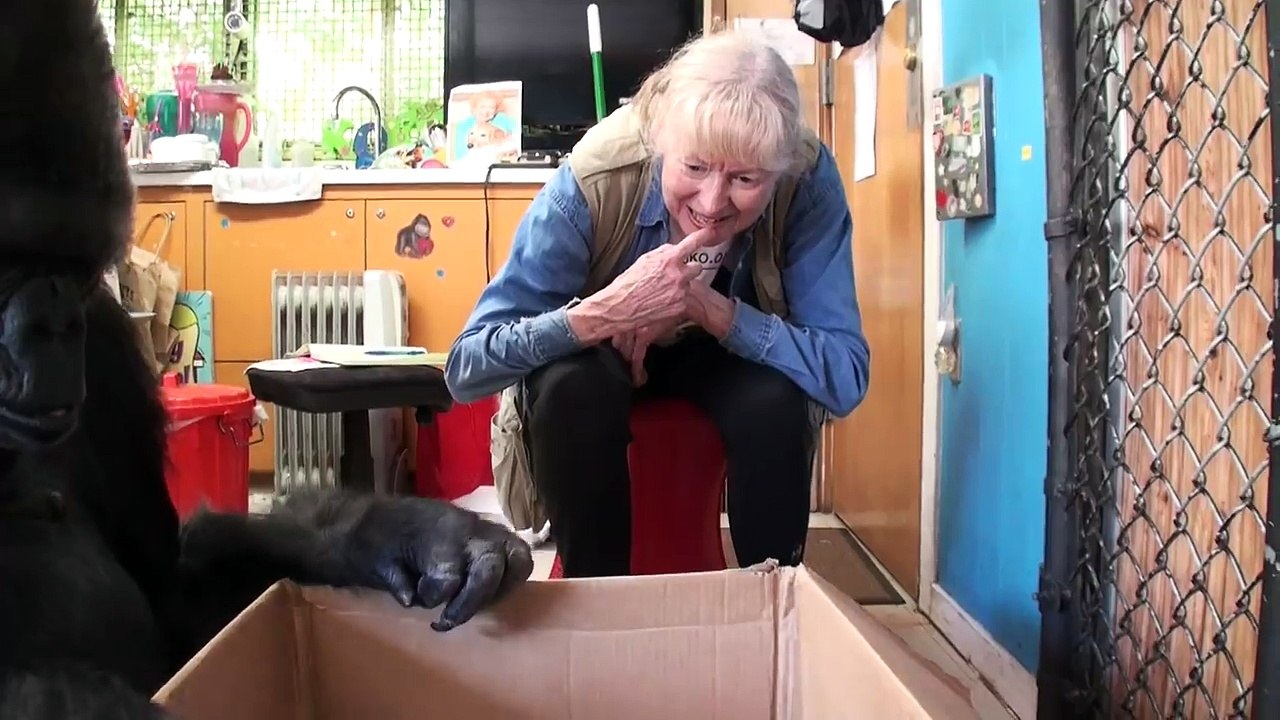 Meet Kokos New Kittens