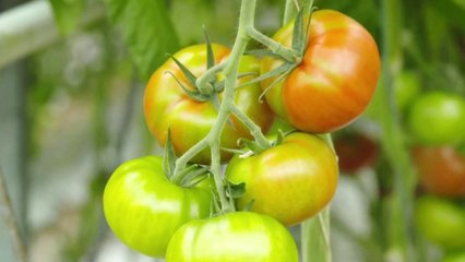 Conso - Tomates en Serre