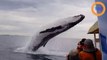 Une baleine à bosse éclabousse un bateau de touristes !