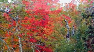 Minnesota North Woods Fall Color