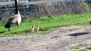 Baby Geese Swimming Lessons May new