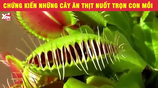Chứng kiến những cây ăn thịt nuốt trọn con mồi khiến người xem phải toát mồ hôi hột!