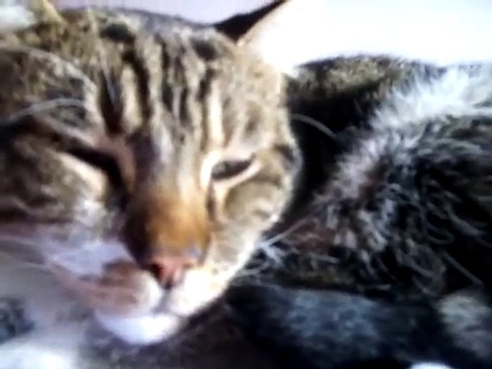 Loud, soothing purring cat
