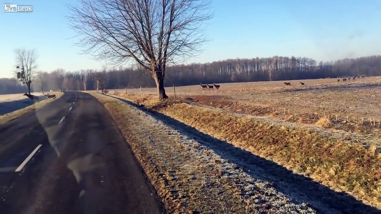 Deer invasion in Hungary