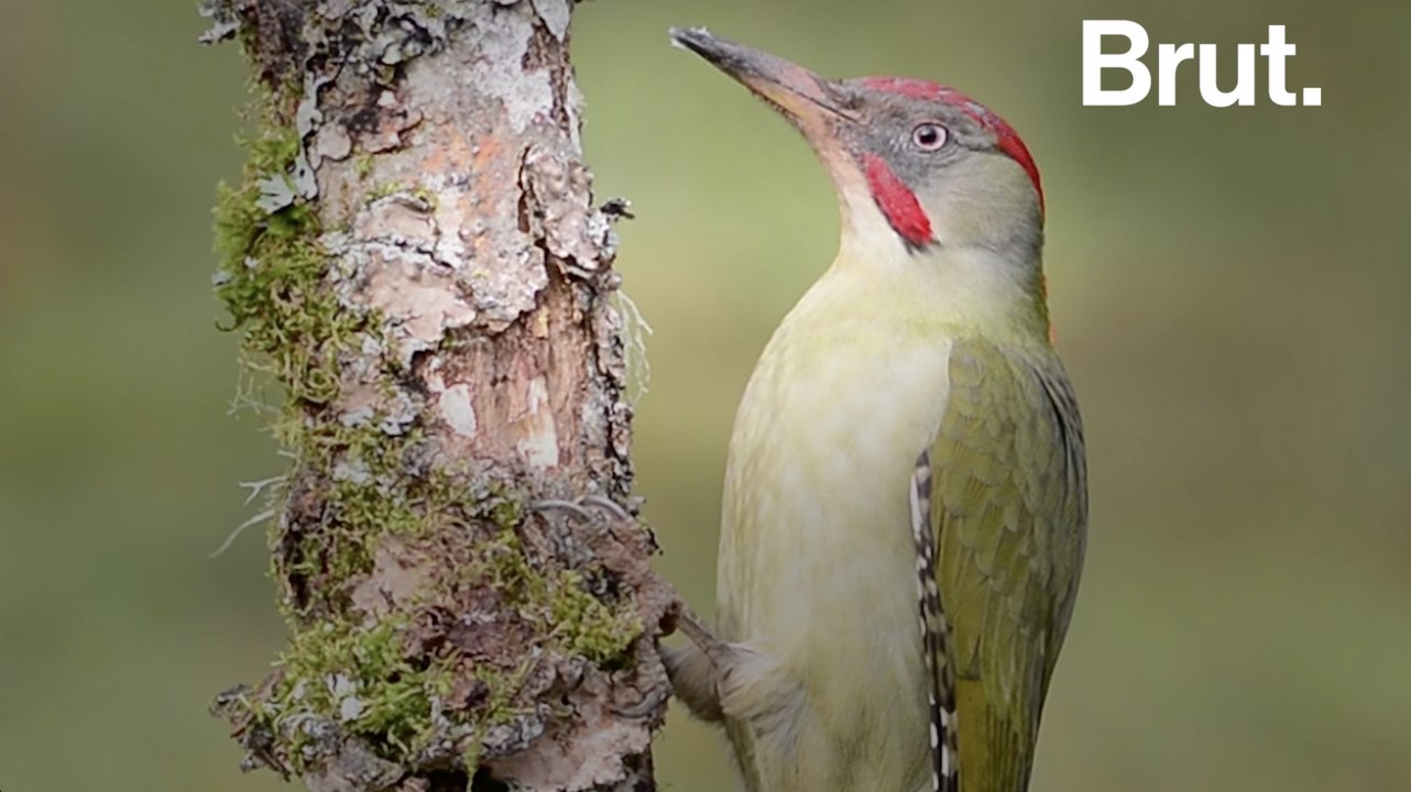 Pourquoi les pics-verts tapent contre le bois ?