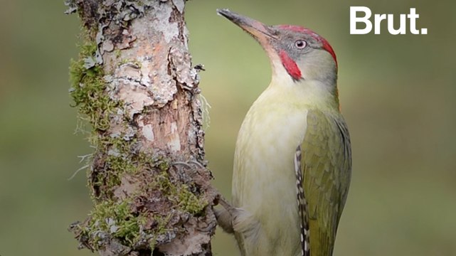 Pourquoi les pics-verts tapent contre le bois ?