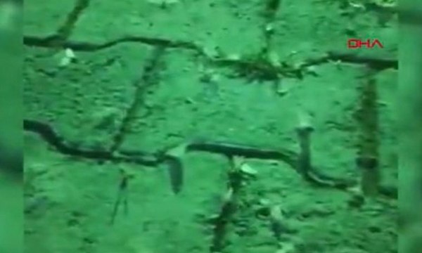 Kelebeklerin ölüm dansı şaşırttı