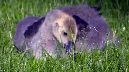 Baby Geese Growing So Fast ! Stunning Nature Video In HD Minnesota !