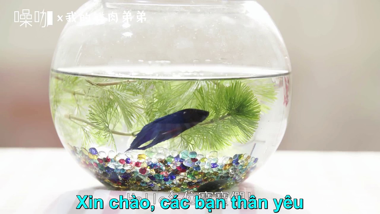 phim bl- My Bromance tập  02 (vietsub)