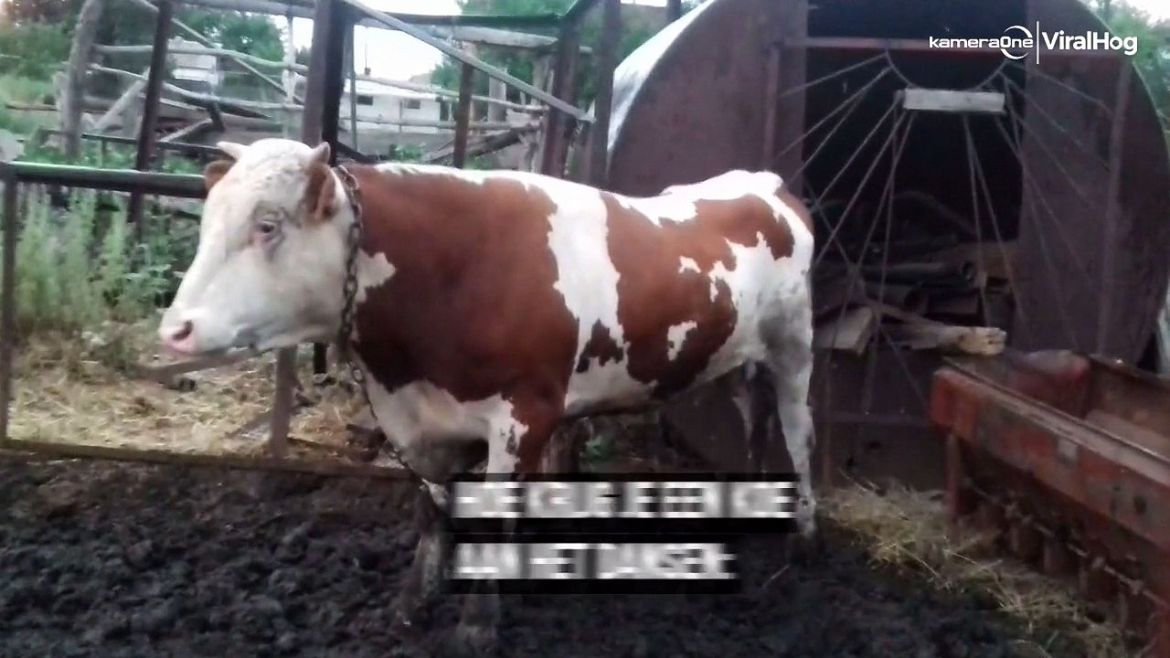 Hoe krijg je een koe aan het dansen?