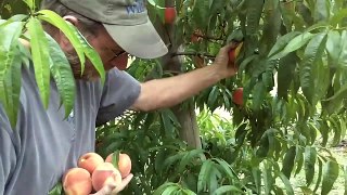 Harvesting Peaches