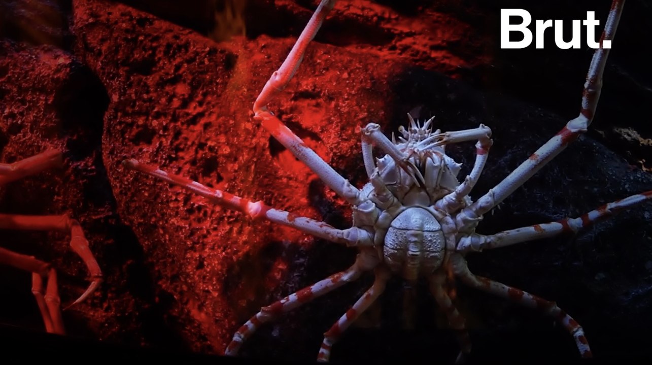 Voici le crabe-araignée géant du Japon