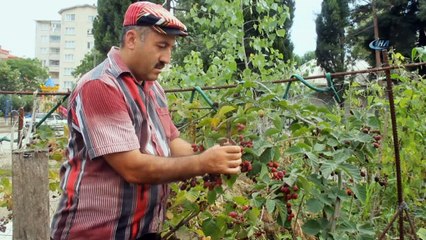 Muhtardan örnek bahçe