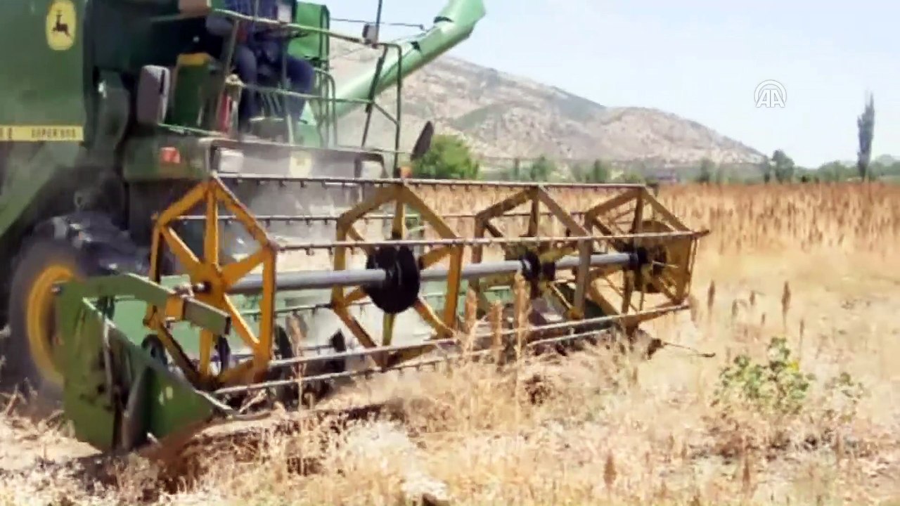 Adıyaman'da ilk 'kinoa' hasadı