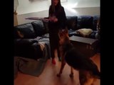 Un chien imite sa maitresse qui fait du hula hoop