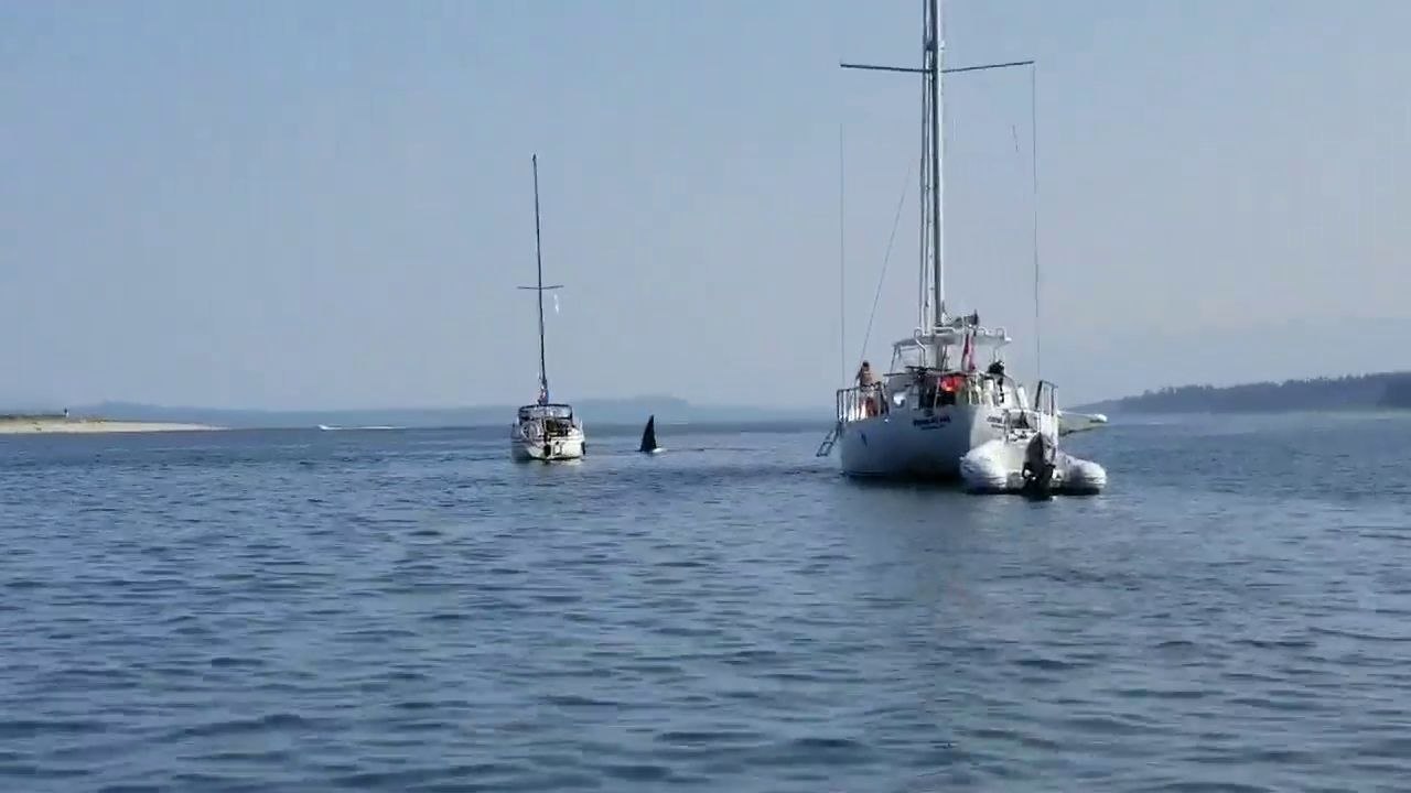 Une orque s'amuse avec un bateau (Canada)