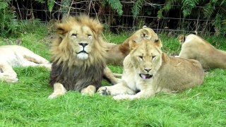 Lion & lioness ing cute @ Knowsley Safari Park