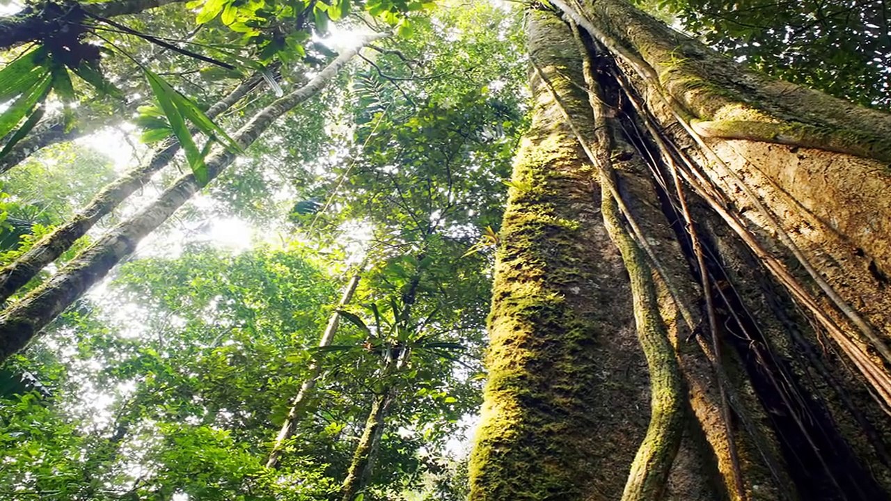 Virtual Field Trip Amazon Rainforest