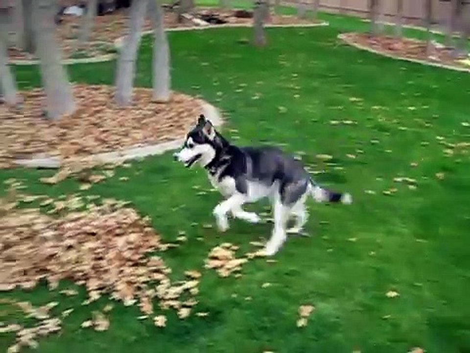 Funny siberian husky playing in leaves