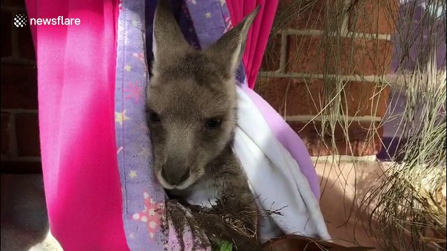 Orphaned baby kangaroos enjoy snack time