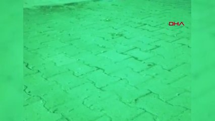 Erzincan Erzincan'da Sineklerin Ölüm Dansı Şaşırttı Hd