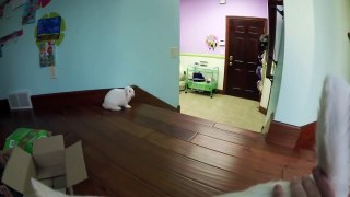 Cute Bunny Playing with Cat