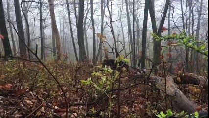 Not the most pleasant meeting in the forest