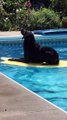 Labrador displays impressive balance on water