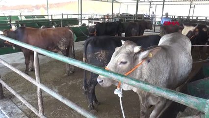 Manisa Manisa'da Kurbanlık Satıcıları Zamandan ve Padok Fiyatlarından Dertli Hd