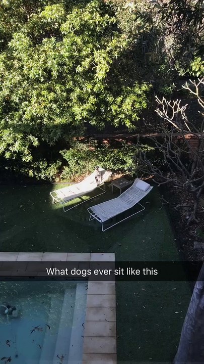 Dog Sitting Like Human